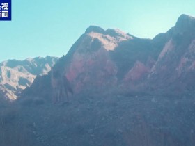 青海德令哈首次发现国家一级保护动物豺