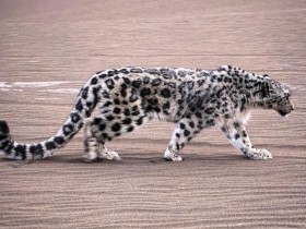 “雪山之王”现身沙漠 新疆吐鲁番救助一只雪豹