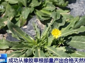 关键突破!从橡胶草提取合格天然橡胶,已实现量产